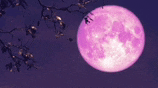 a full pink moon is rising in the night sky behind a tree branch .