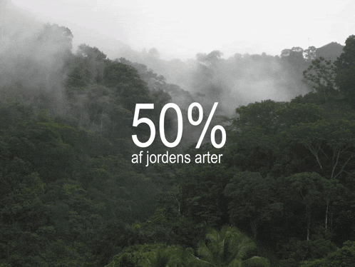 a picture of a forest with 50 % af jordens arter