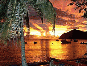 a palm tree stands in the foreground of a sunset over a body of water