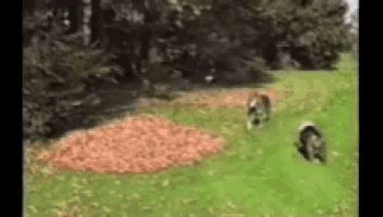 two dogs are running in a field with a pile of leaves .