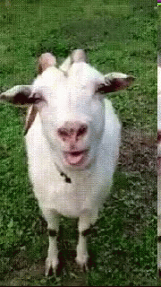 Funny Animals Goat GIF - Funny Animals Goat Bleh GIFs