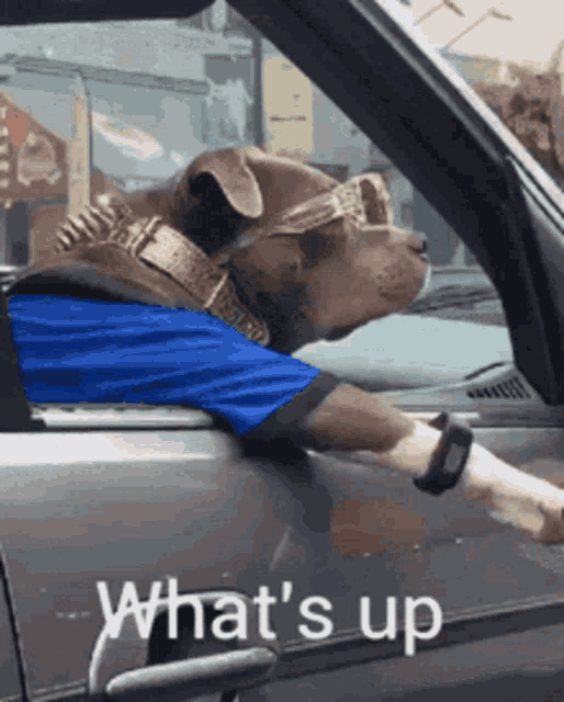 a dog wearing sunglasses and a blue shirt is sticking its head out of a car window with the words what 's up below it