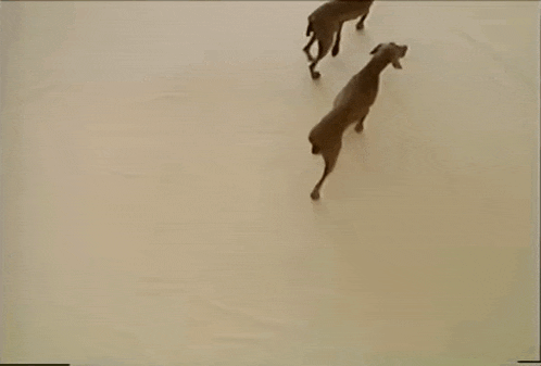 two dogs are running on a white surface in a video