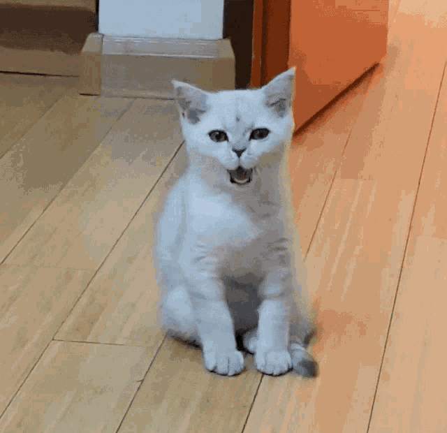 a white cat is yawning on a wooden floor