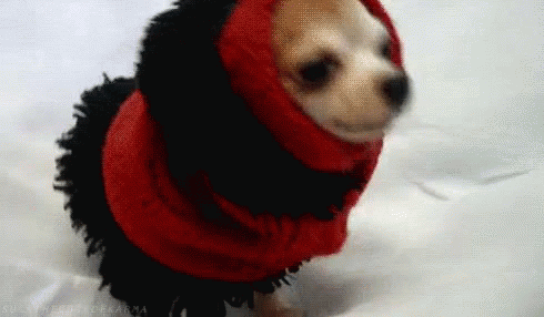 Dog Wrapped Up GIF - Wrapped Up Bundled Up Dog GIFs