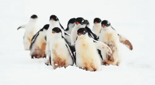 March GIF - Snow Penguins GIFs