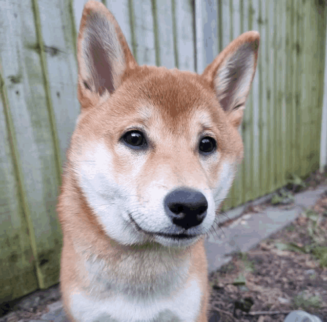 a close up of a brown and white dog looking at the camera
