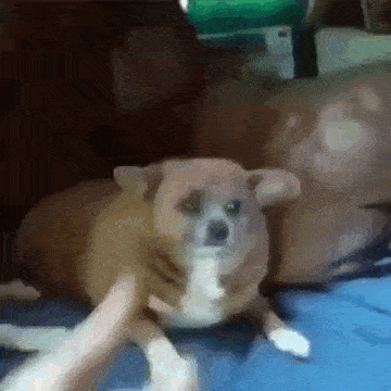 a person is petting a small brown dog on a couch .