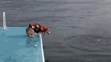 a dog wearing a red life jacket is jumping into the water