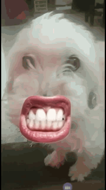Teeth Grinding Puppy GIF - Teeth Grinding Puppy Mouth GIFs