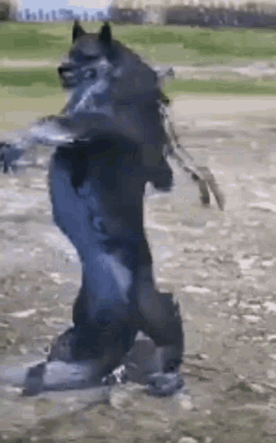 a dog is standing on its hind legs in the mud .