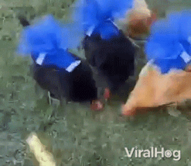Chicken Viralhog GIF - Chicken Viralhog Dressed Up GIFs