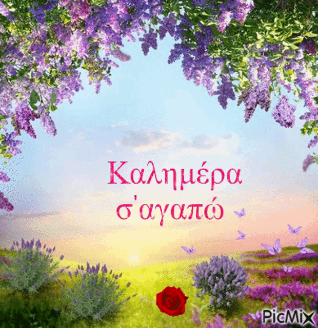 a picture of a field of purple flowers with the words " καλημερα σ αγαπα "