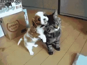 Hug Puppy GIF - Hug Puppy Kitten GIFs