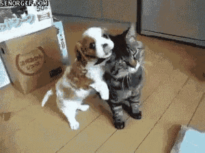 a cat and a puppy are hugging each other on the floor .