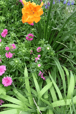 pink and orange flowers are surrounded by green leaves