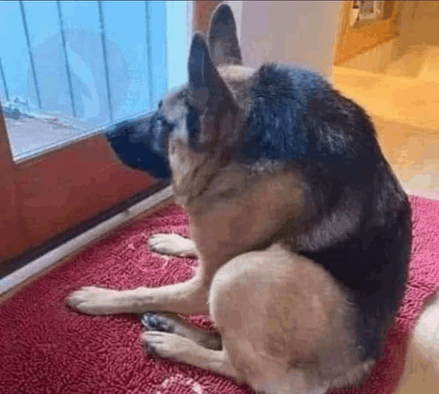 a german shepherd dog is sitting on a red rug looking out of a window .