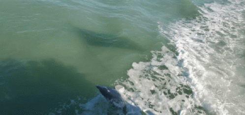 Dolphin Jumping GIF - Dolphin Jumping Sea GIFs