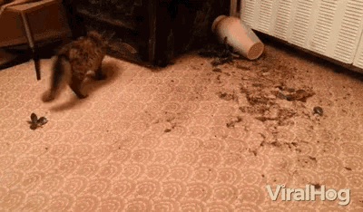 Moshpit Jumping GIF - Moshpit Jumping Cat And Mouse GIFs