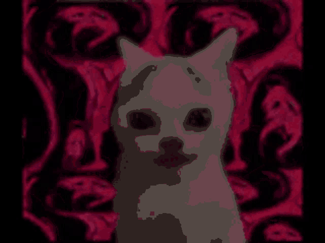 a white cat is sitting in front of a pink and black background .