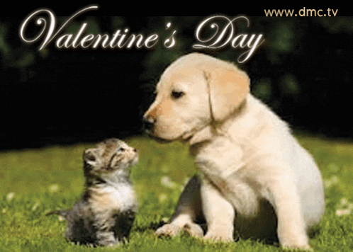 a puppy and a kitten are sitting in the grass with the words valentine 's day written above them