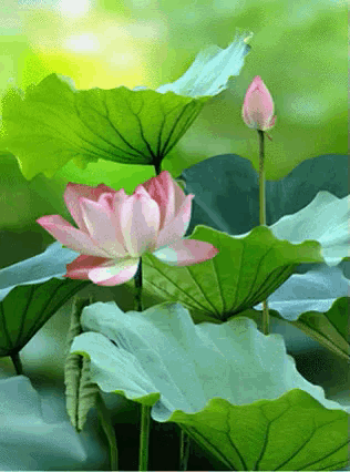 a pink flower is surrounded by green leaves in a pond