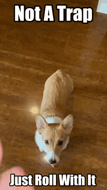 Dog Not A Trap GIF - Dog Not A Trap Just Roll With It GIFs
