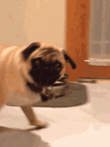 What!? GIF