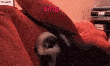 a pixelated image of a cat with the word omg above it