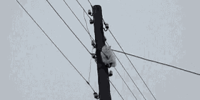 Electrician Cat GIF - Electrician Cat Fail Poor Cat GIFs