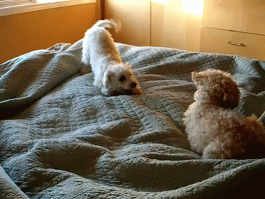 Just Ignore Him, He'Ll Go Away GIF - Animals Funny Dog GIFs