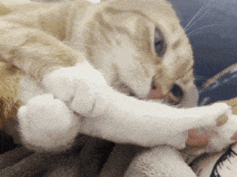 Cat Gnaw Cat Bite GIF - Cat Gnaw Cat Bite Gnawing GIFs