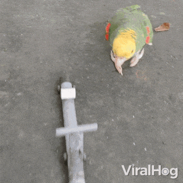 Riding A Scooter Parrot GIF - Riding A Scooter Parrot Viralhog GIFs