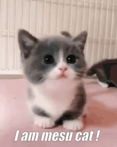 Mesu Mesu Cat GIF - Mesu Mesu Cat Cute Cat Mesu GIFs