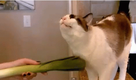 Funny Animals Leek GIF - Funny Animals Leek Cat GIFs