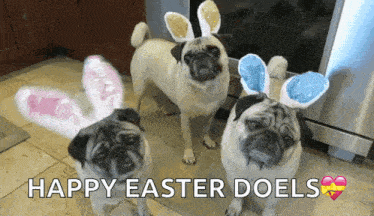 three pug dogs wearing bunny ears are standing next to each other and the caption says happy easter doels