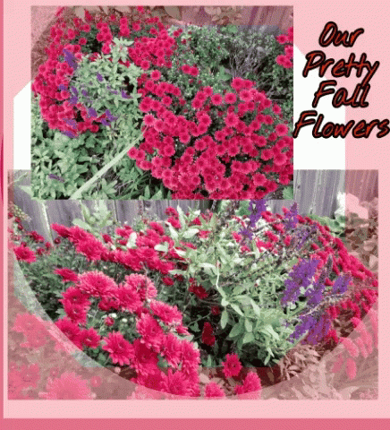 Our Pretty Fall Flowers GIF - Our Pretty Fall Flowers Fall Flowers Pretty GIFs