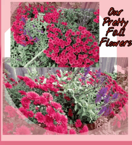 a collage of pictures of flowers with the words our prettiest fall flowers