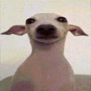 a close up of a dog 's face with big ears looking at the camera