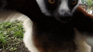 Sifaka Lemur GIF - Sifaka Lemur Proud Lemurian GIFs