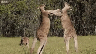 Kangaroo Fight GIF - Kangaroo Fight GIFs