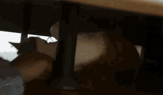 a cat is playing under a table with the word open on the window