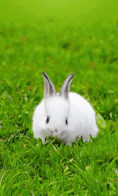 a white rabbit is sitting in the grass looking at the camera