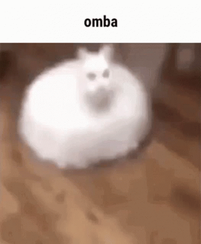 Cat Cat Roomba GIF - Cat Cat Roomba Roomba GIFs