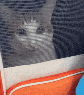 a brown and white cat is looking out of an orange bag