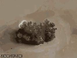 senorgif.com is displayed on the bottom right of this image