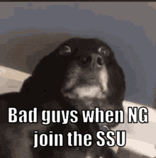 a dog with a caption that says `` bad guys when ng join the ssu '' is sitting on a bed .