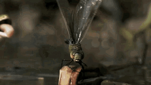 a dragonfly is eating a frog that is in the water