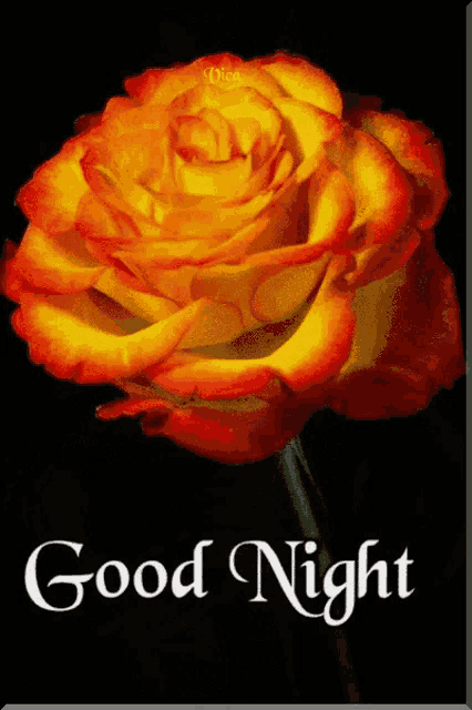 a yellow and orange rose is on a black background with the words good night