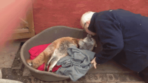 a man kneeling next to a dog in a dog bed